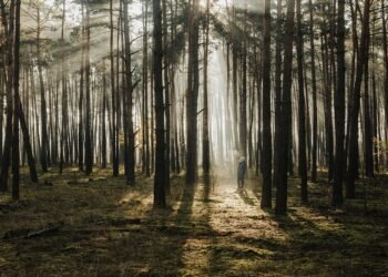 Building Strong Bonds: Nurturing the Parent-Child Connection